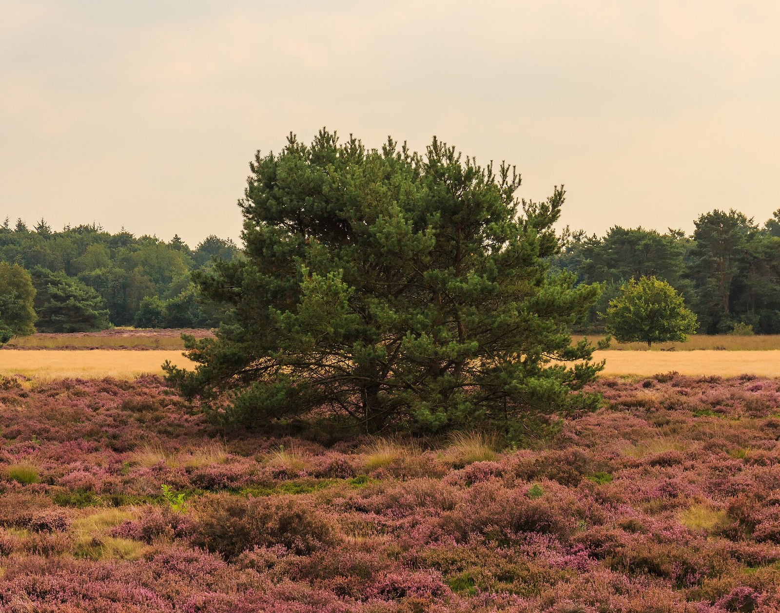 A lone Scots pine in flowering purple heather under a warm late-summer sky