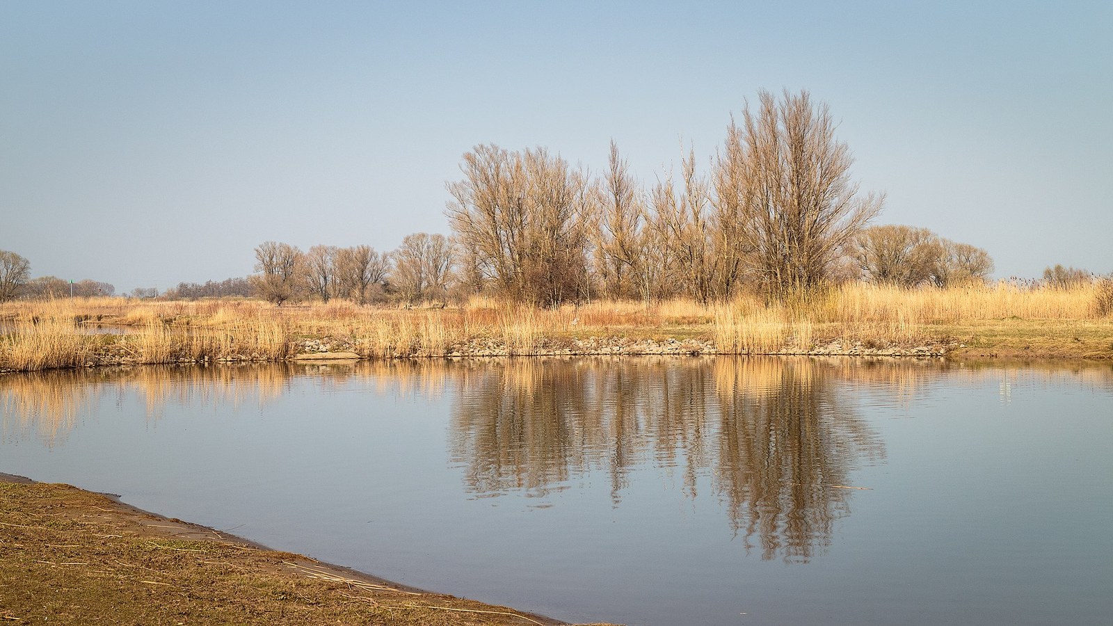 Bare willows and golden reeds mirrored in still water in the IJssel floodplain