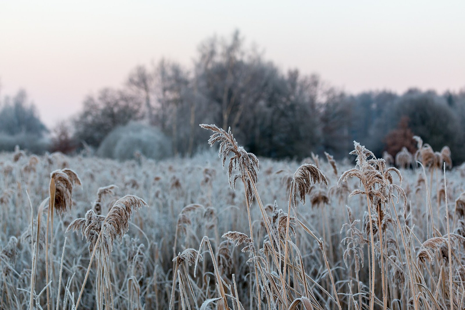 Frost on reeds and meadow grass at first light, pale pink sky